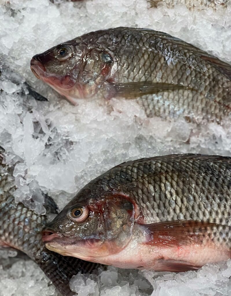 tilapia, fish, fresh fish-7423045.jpg
